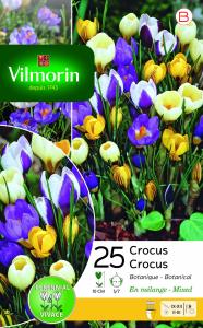 Crocus Botanique en Mélange (x25)